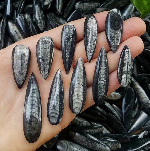 Orthoceras Fossil Cabochons