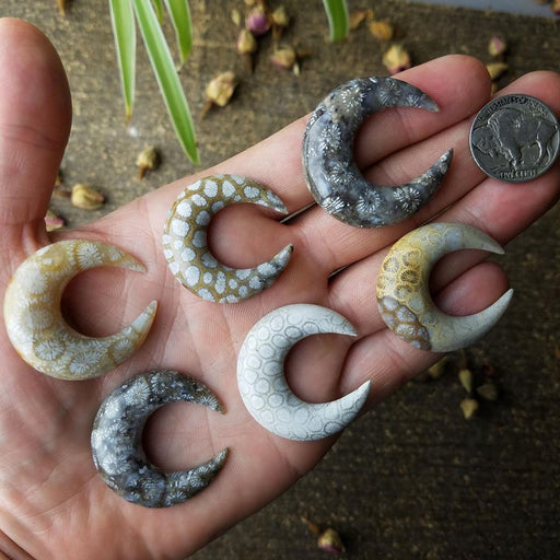 Fossil Coral Crescent Moons