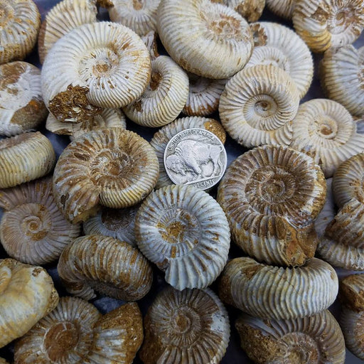 Perisphinctes Ammonite Fossils