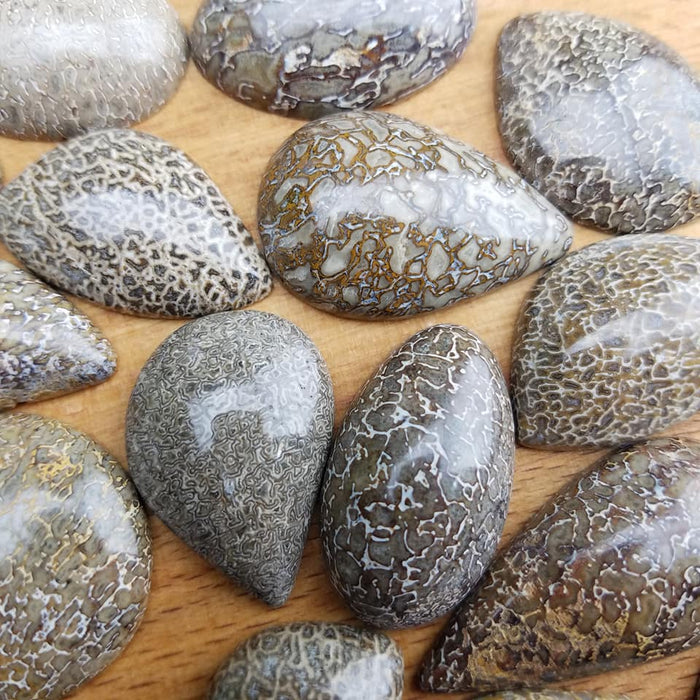 Dinosaur Bone Fossil Cabochons