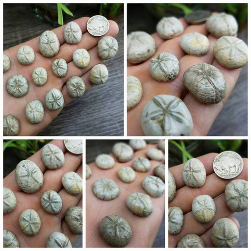 Sea Urchin Fossils/Cabochons 