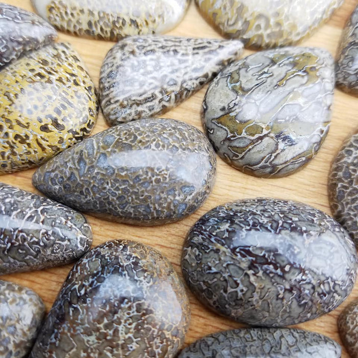 Dinosaur Bone Fossil Cabochons