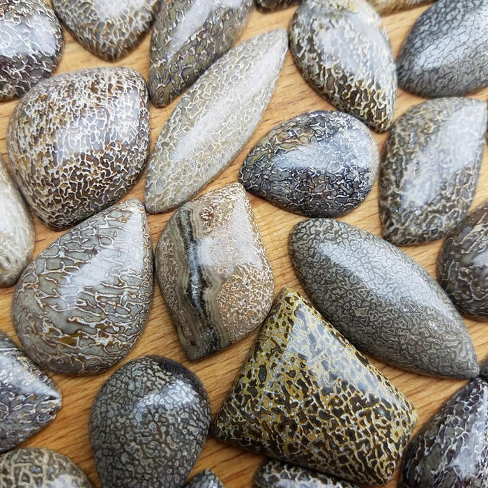 Dinosaur Bone Fossil Cabochons