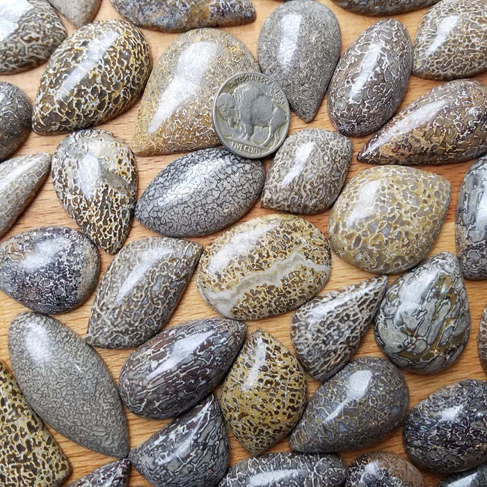 Dinosaur Bone Fossil Cabochons