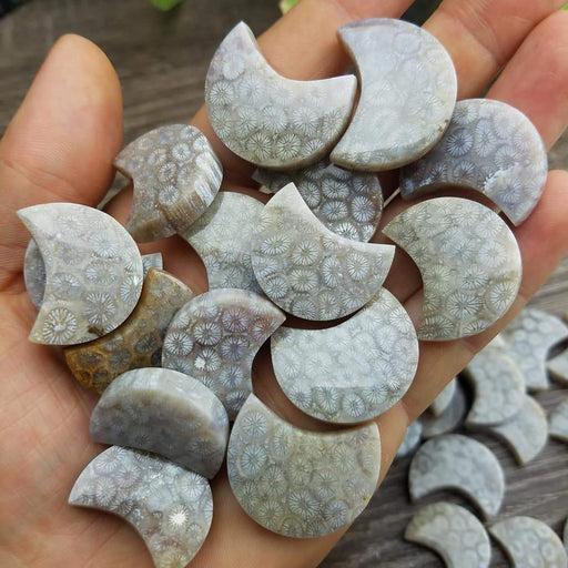 Fossil Coral Chubby Moons