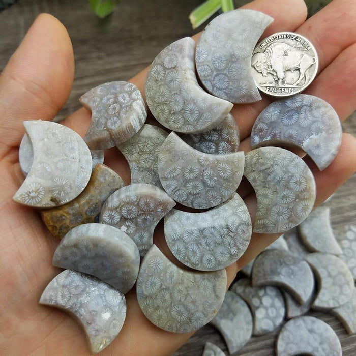 Fossil Coral Chubby Moons