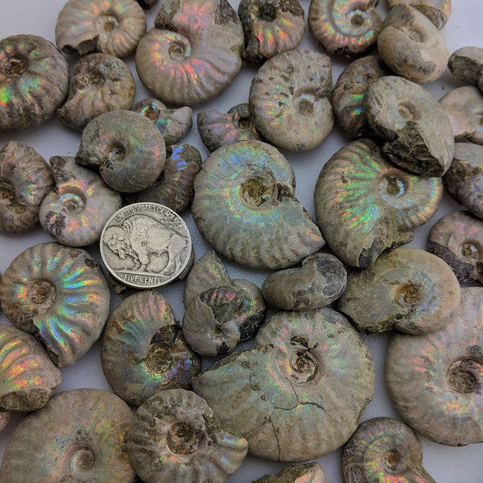 Natural Pearlized Ammonite Fossils