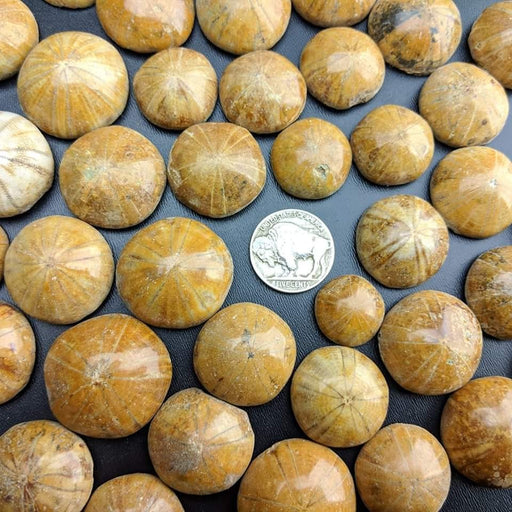 Sea Urchin Fossils, Madagascar
