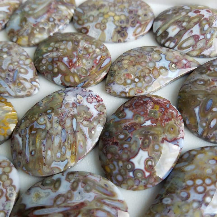 Indonesian Red Fossil Palm Root Cabochons