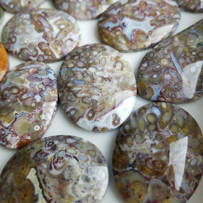 Indonesian Red Fossil Palm Root Cabochons