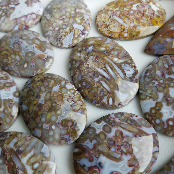 Indonesian Red Fossil Palm Root Cabochons