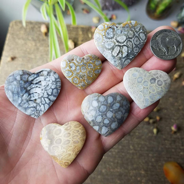 Fossil Coral Hearts