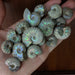 Natural Pearlized Ammonite Fossils