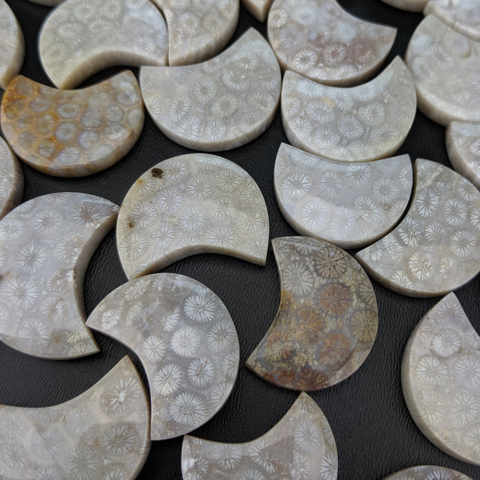 Fossil Coral Chubby Moons