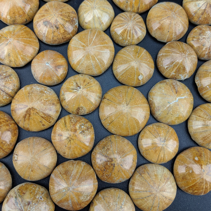 Sea Urchin Fossils, Madagascar