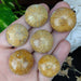 Sea Urchin Fossils, Madagascar