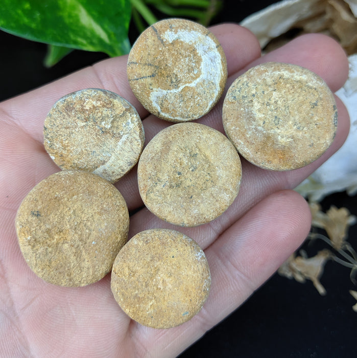 Sea Urchin Fossils, Madagascar