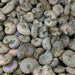 Ammonite Fossils, Natural Pearlized