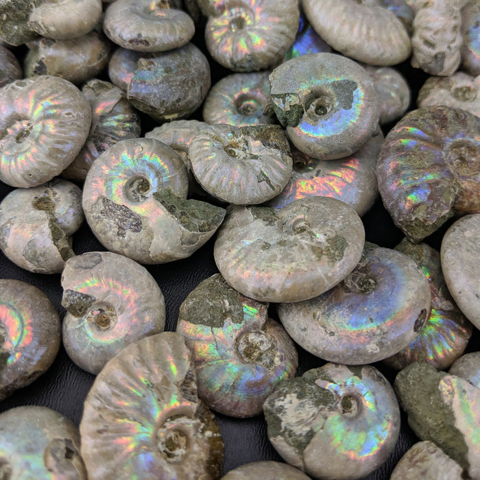 Ammonite Fossils, Natural Pearlized