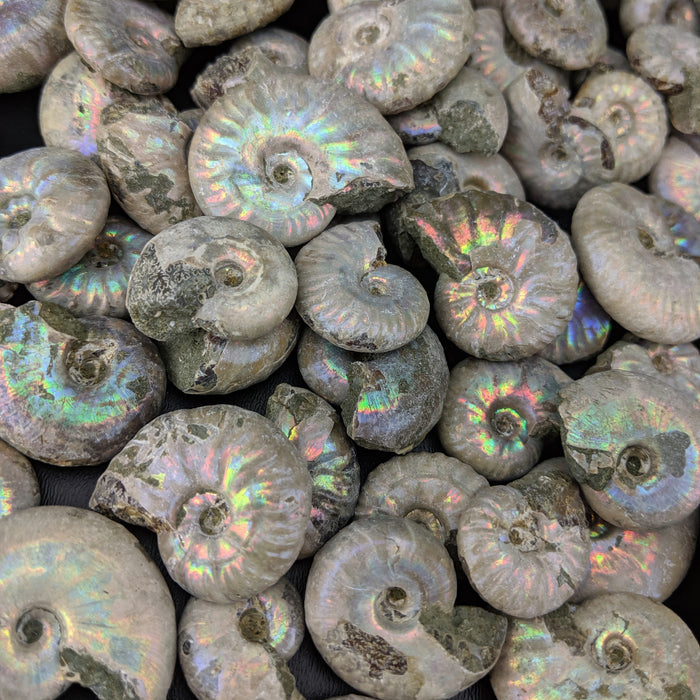 Ammonite Fossils, Natural Pearlized