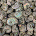 Ammonite Fossils, Natural Pearlized