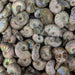 Ammonite Fossils, Natural Pearlized