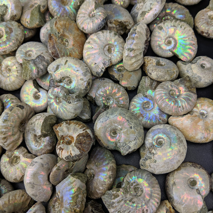 Ammonite Fossils, Natural Pearlized