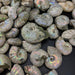 Ammonite Fossils, Natural Pearlized