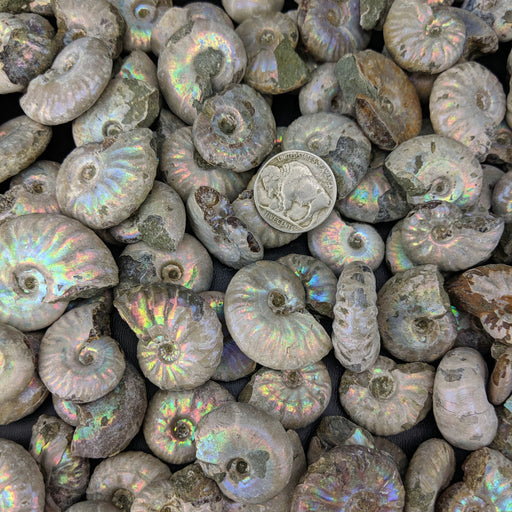 Ammonite Fossils, Natural Pearlized