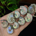 Ammonite Fossils, Natural Pearlized