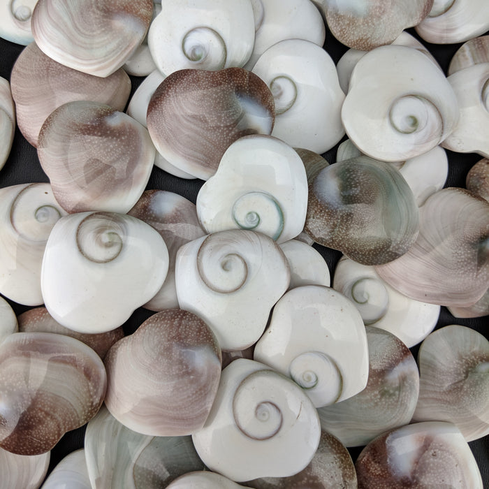 Shiva Eye Shell Hearts