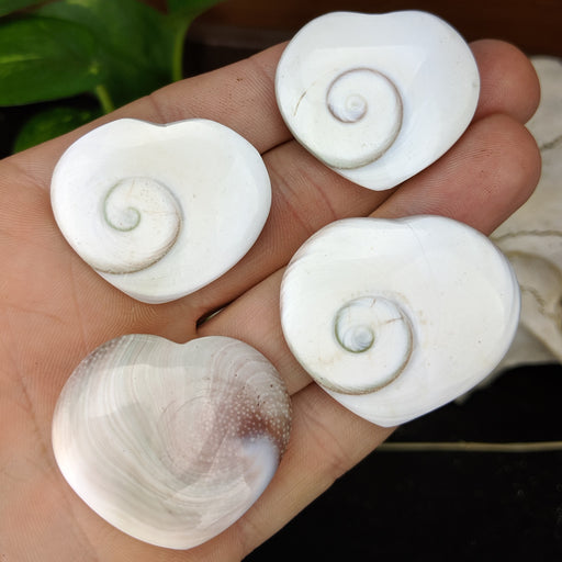 Shiva Eye Shell Hearts