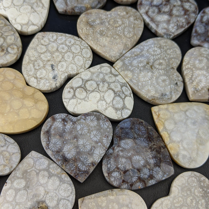 Fossil Coral Hearts