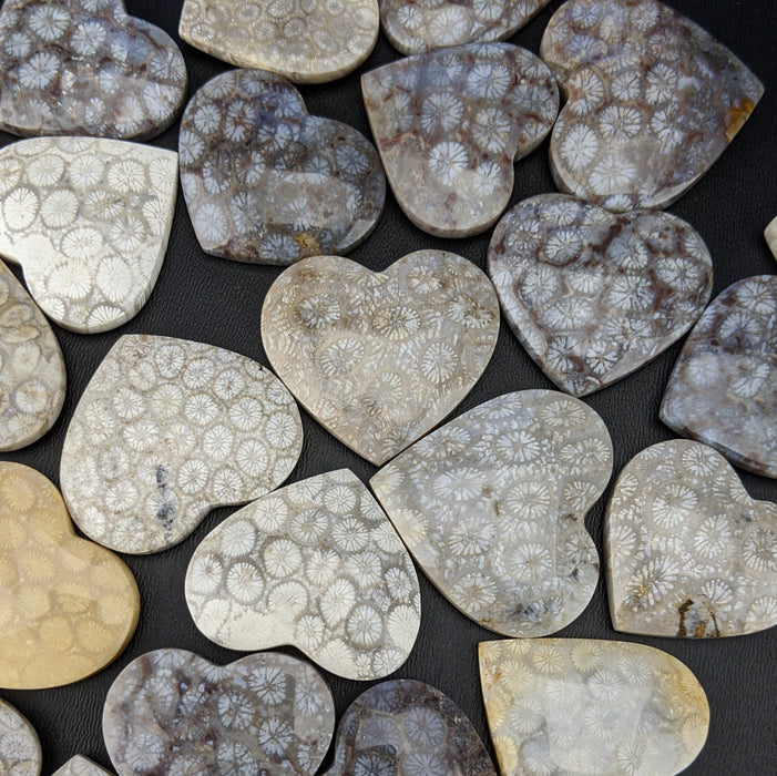 Fossil Coral Hearts