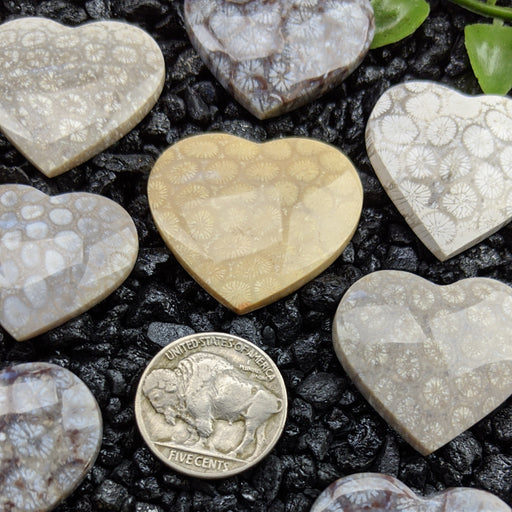 Fossil Coral Hearts