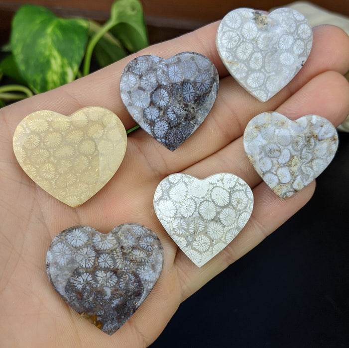 Fossil Coral Hearts