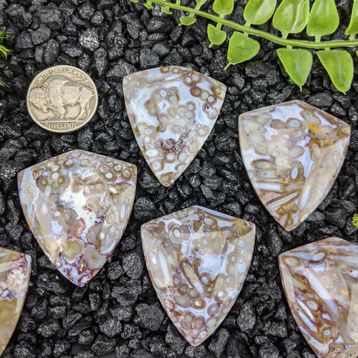 Indonesian Fossil Palm Root Shield Cabochons