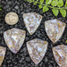 Indonesian Fossil Palm Root Shield Cabochons