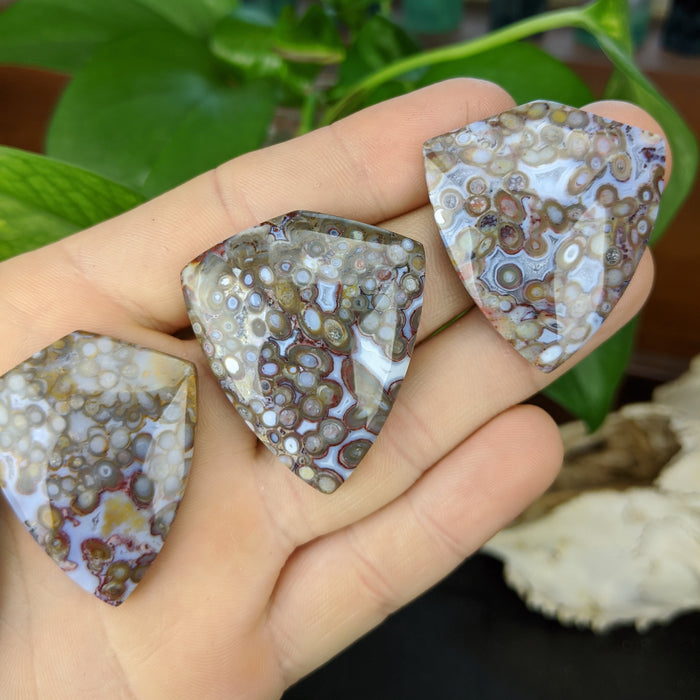 Indonesian Fossil Palm Root Shield Cabochons