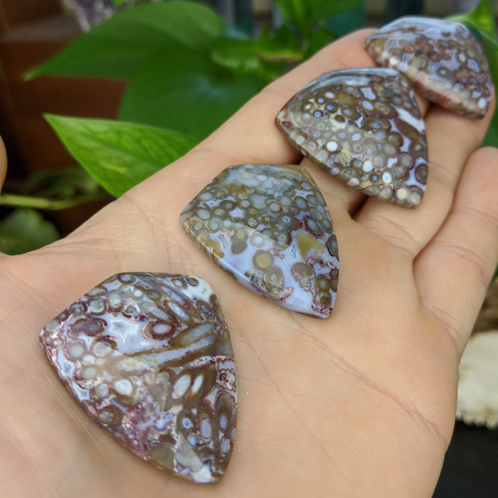 Indonesian Fossil Palm Root Shield Cabochons