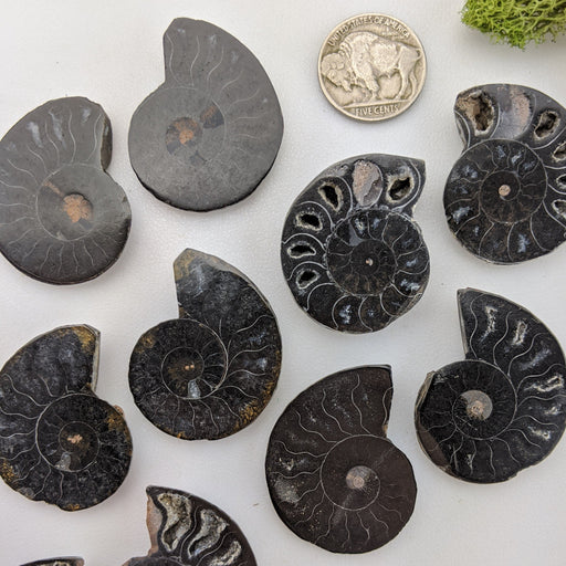 Black Sliced Ammonite Fossil 2 piece sets