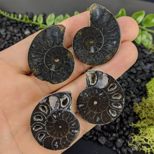 Black Sliced Ammonite Fossil 2 piece sets