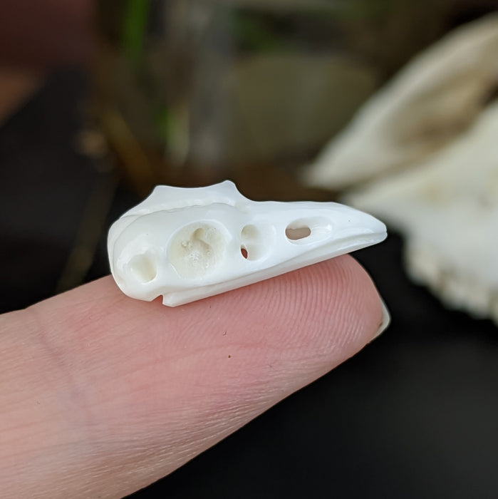 Raven Skull Bone Carving, small; drilled