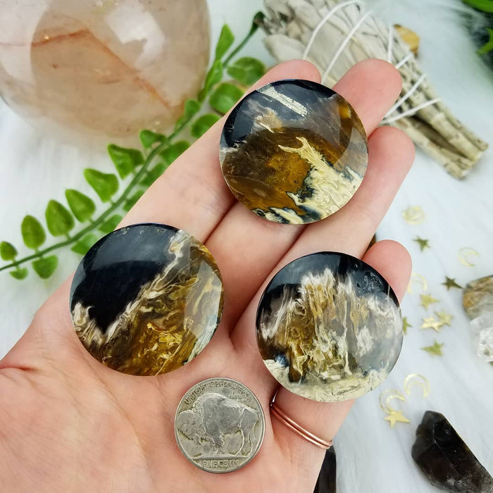 Fossil Palm Root Rounds