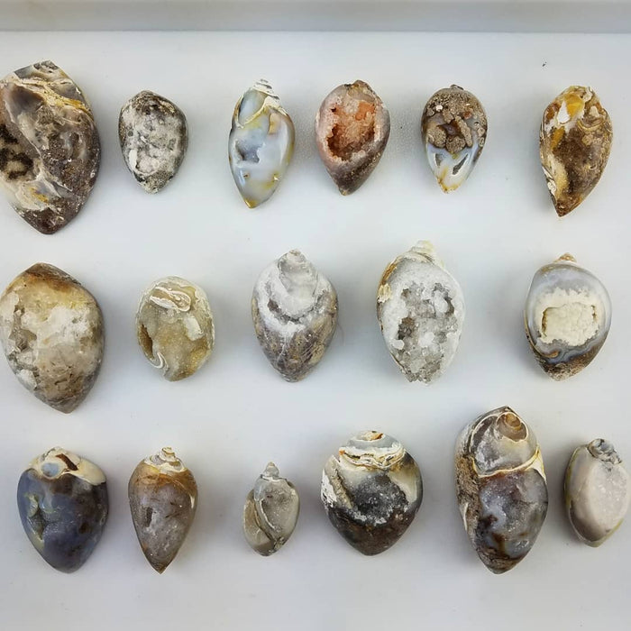 Agatized Shells with Druzy