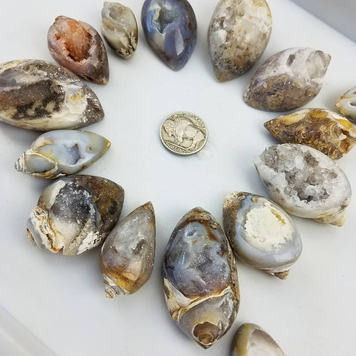 Agatized Shells with Druzy