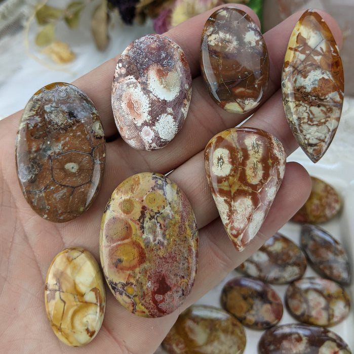 Birds Eye Jasper Cabochons