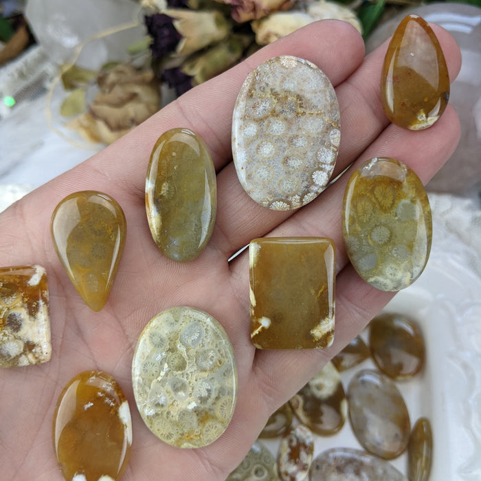 Fossil Coral Cabochons